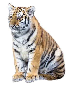 a baby tiger sitting down on the ground