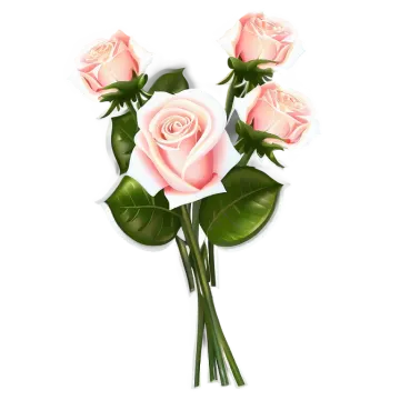 three pink roses on a white background