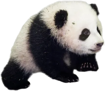 a black and white panda bear