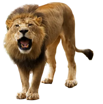 a lion with its mouth open walking towards the camera