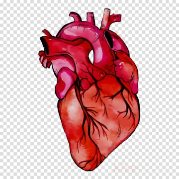 a red heart on a transparent background