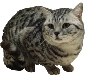 a close up of a cat on a white background