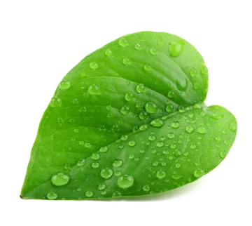 a leaf with water droplets on it