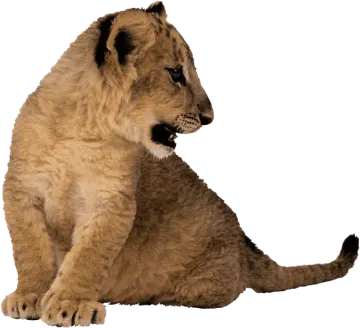 a lion cub sitting on the ground