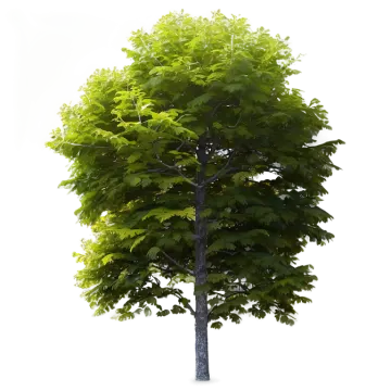 a tree with green leaves on a white background