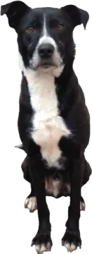 a black and white dog sitting on the ground