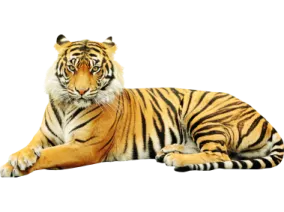 a tiger laying down on the ground