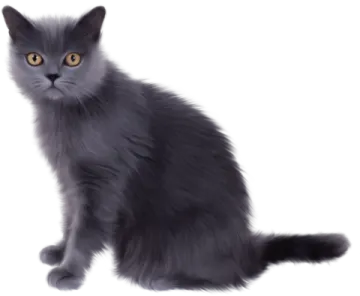 a black cat with yellow eyes sitting down