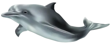 a dolphin jumping out of the water