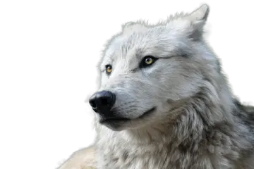 a close up of a dog's face