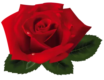 a red rose with green leaves
