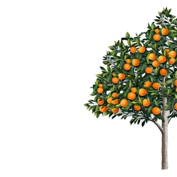 a tree with oranges growing on it
