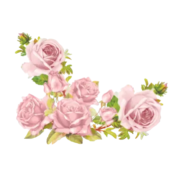 a bouquet of pink roses on a white background