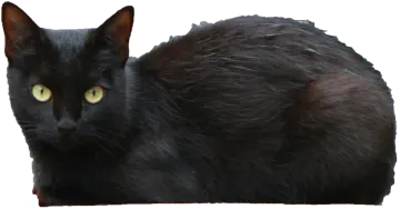 black cat with yellow eyes