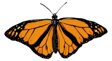 a monarch butterfly on white background