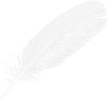 a feather on a white background
