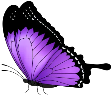 a purple butterfly on a white background