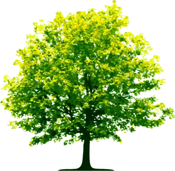 a tree with yellow leaves