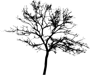 a silhouette of a tree with no leaves