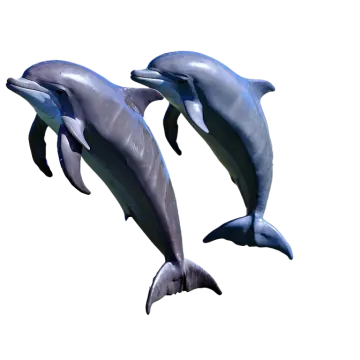 two dolphins jumping in the air