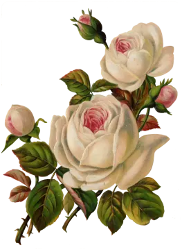 a drawing of two white roses on a white background