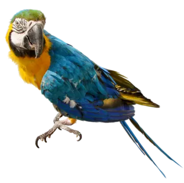 a blue and yellow parrot perched on a branch