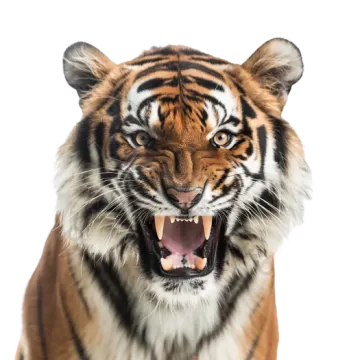 a close up of a tiger with its mouth open