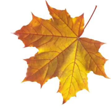 a yellow and red maple leaf