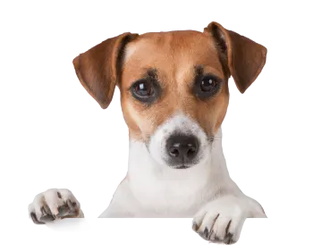 a brown and white dog looking over a blank sign
