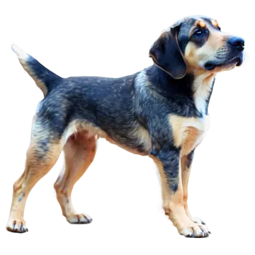 a black and tan dog standing on a white background