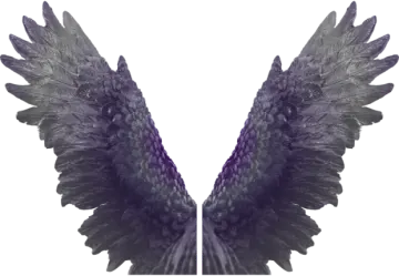 a pair of wings on a white background