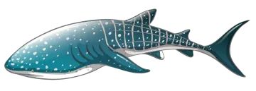 an image of a shark