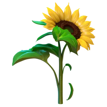 a yellow sunflower on a white background