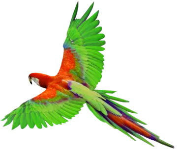 a red and green parrot flying in the air