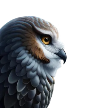 a close up of a bird on a white background