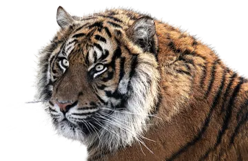 a close up of a tiger's face