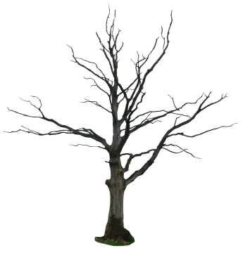 a dead tree with no leaves on it