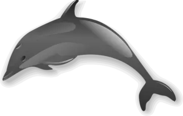 a dolphin jumping out of the water