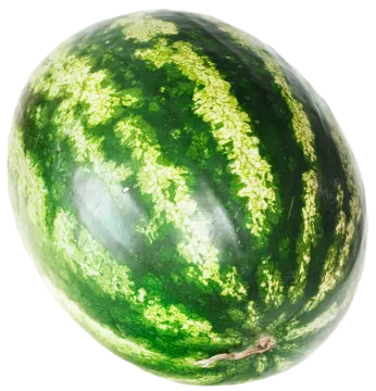 a green watermelon on a white background