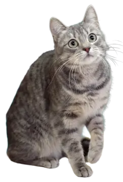 a gray and white cat sitting on the floor