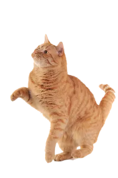 the cat is orange