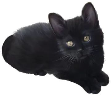 a black cat with yellow eyes laying down