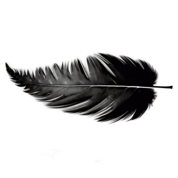 a black feather on a white background