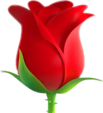 a red rose on a white background