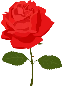 a red rose on a white background