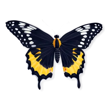 a black and yellow butterfly on a white background
