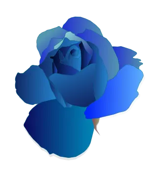 a blue rose on a white background