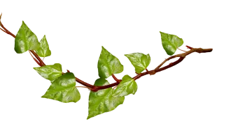 a branch with green leaves on it
