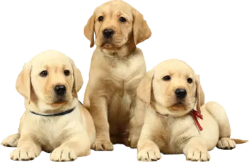 three pup are sitting next to each other pup