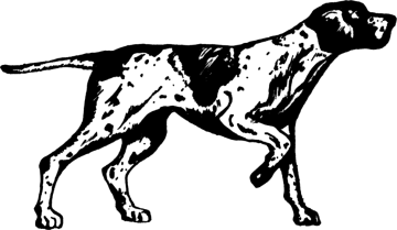 a black and white dog with a long tail